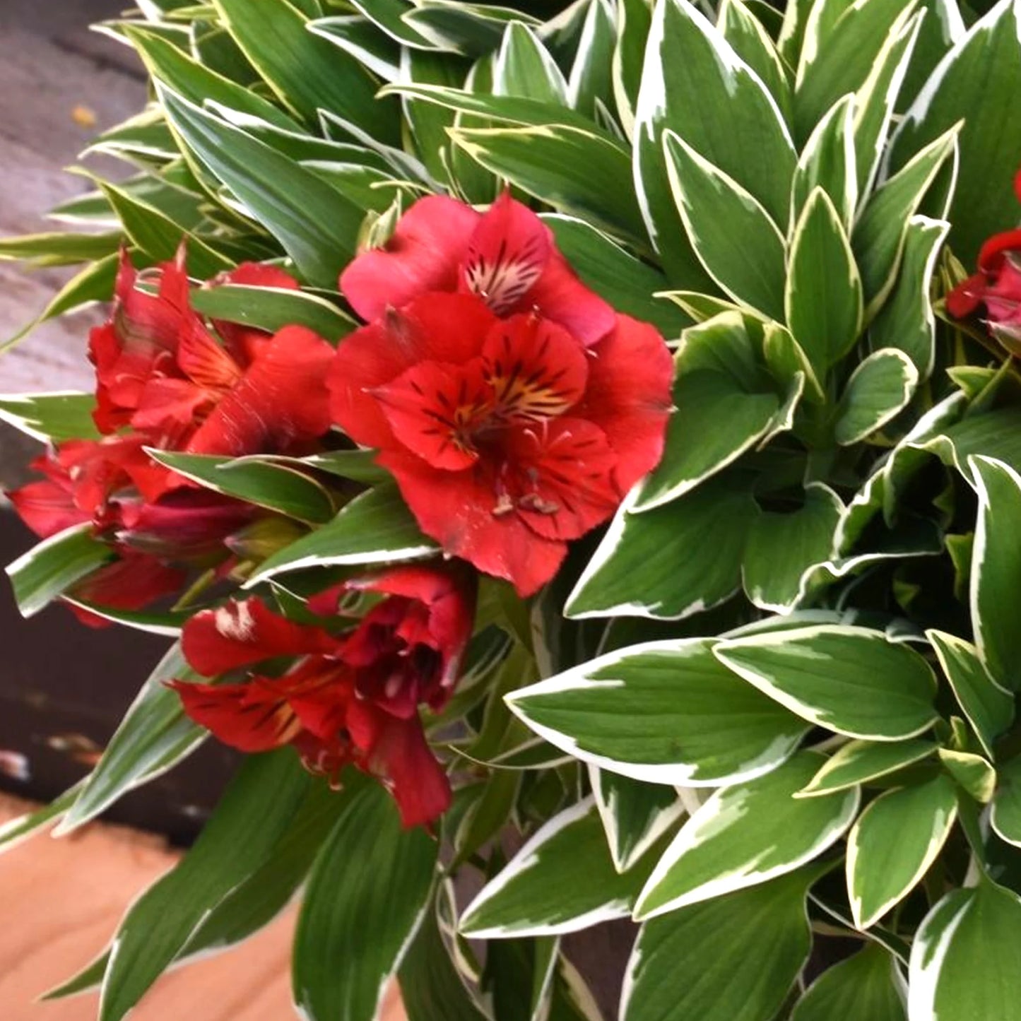 Alstroemeria Katiana (Princess Lily, Peruvian Lily)
