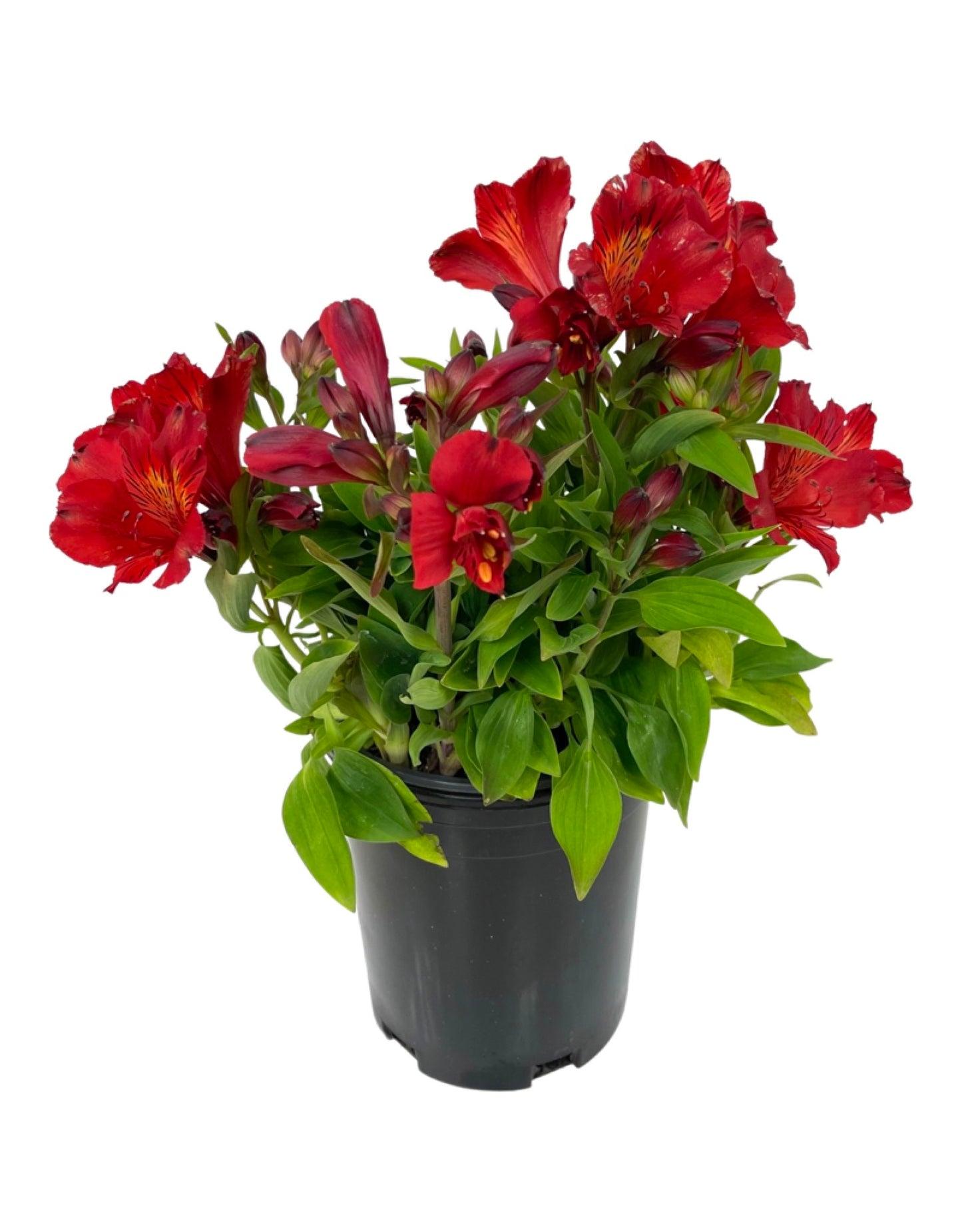 Alstroemeria 'Inca Fire' (Inca Fire Peruvian Lily)