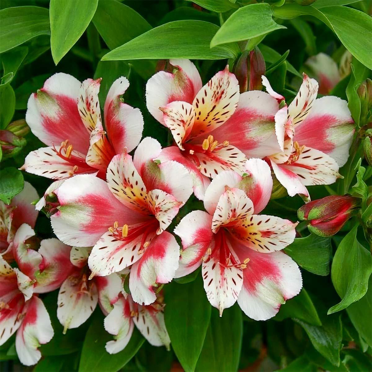 Alstroemeria 'Inca Sweety' (Inca Sweety Peruvian Lily)