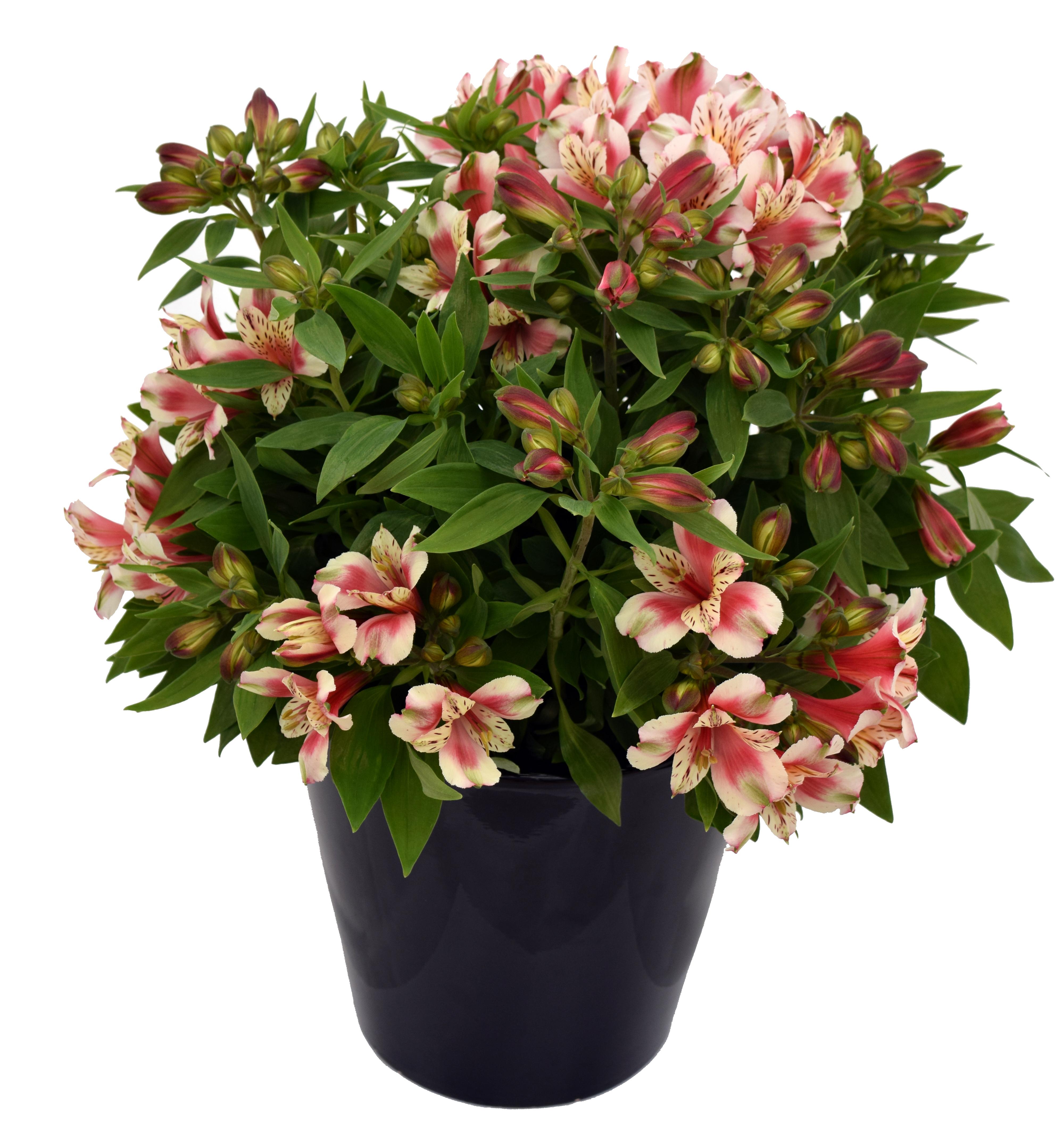 Alstroemeria 'Inca Sweety' (Inca Sweety Peruvian Lily)