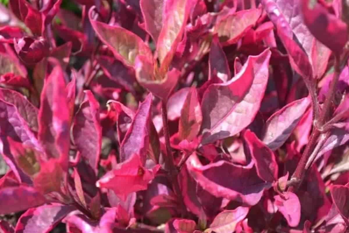 Alternanthera Bettzickiana (Tricolour Alternanthera)