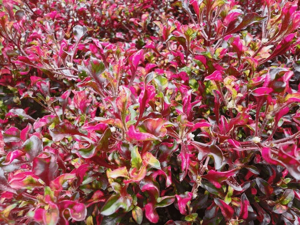 Alternanthera Bettzickiana (Tricolour Alternanthera)
