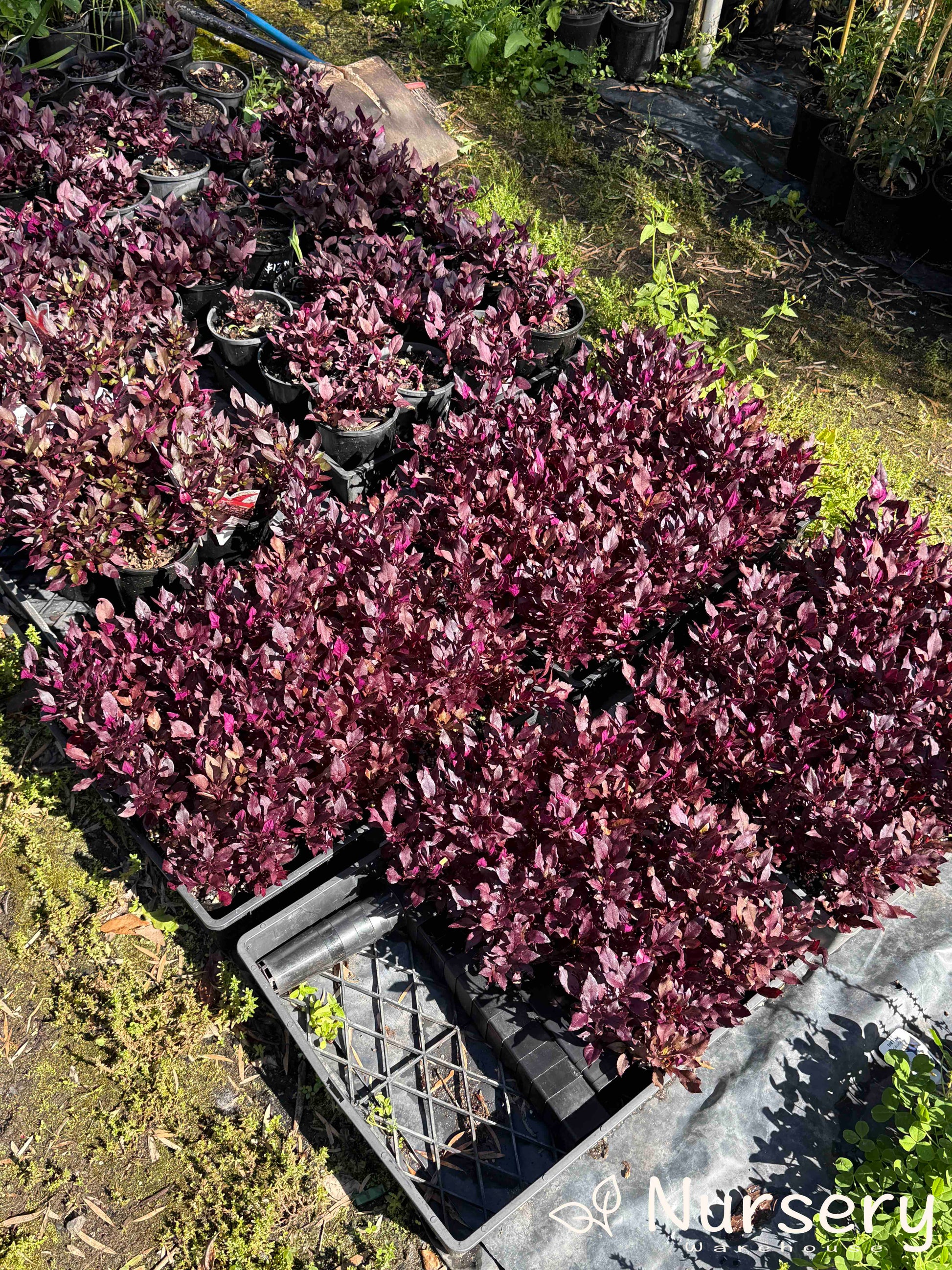 Multiple Alternanthera Dentata 'Little Ruby' plants in 140mm pots, showcasing their compact growth and colourful burgundy leaves.