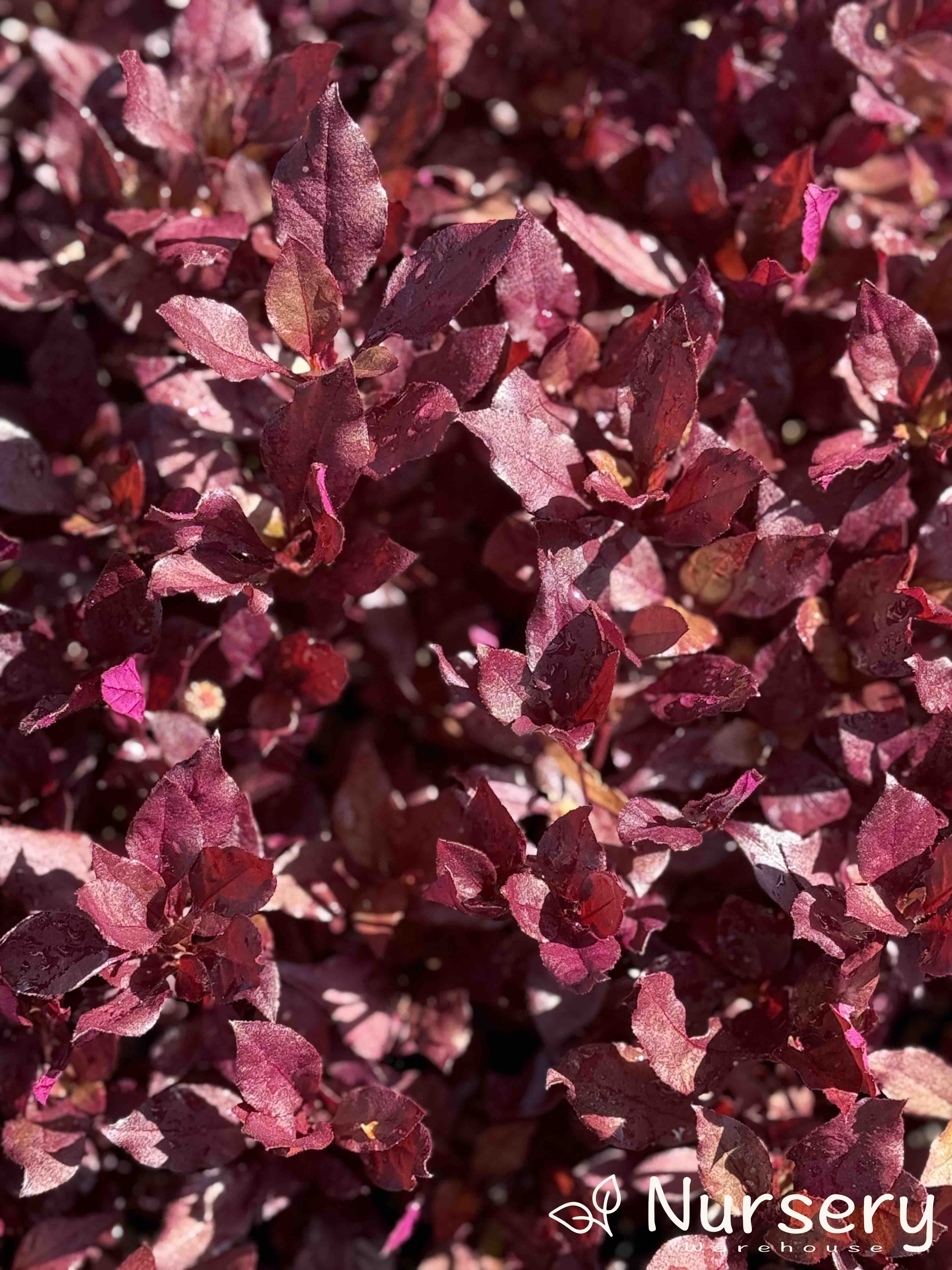 Little Ruby – Compact Ground Cover with Vibrant Burgundy Foliage ...