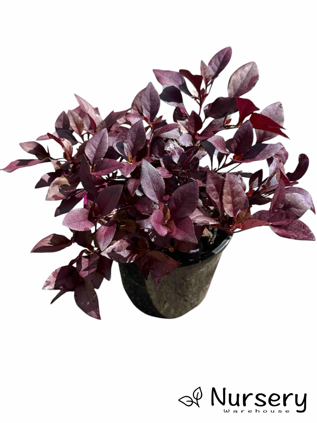 Little Ruby – Compact Ground Cover with Vibrant Burgundy Foliage ...