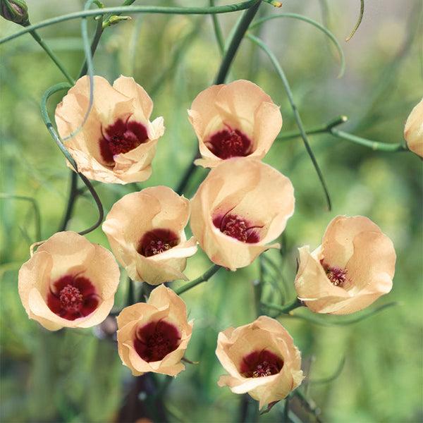 Alyogyne Hakeifolia ‘Elle Marie’ (Native Hibiscus)