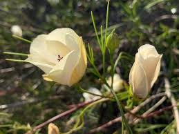 Alyogyne Hakeifolia ‘Elle Marie’ (Native Hibiscus)