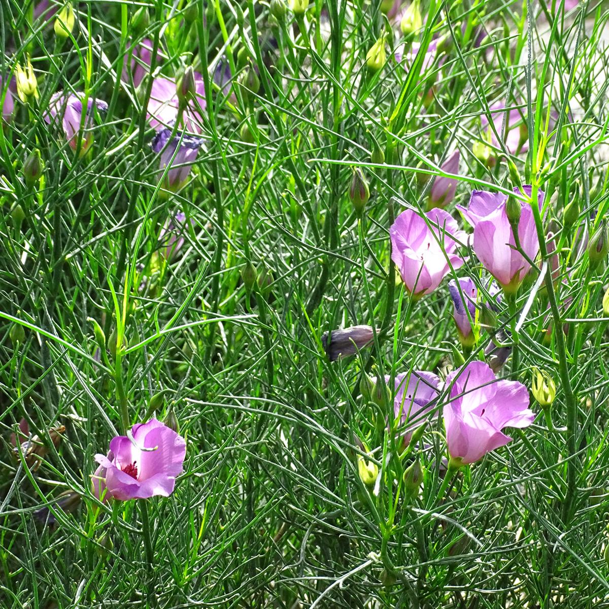 Alyogyne Hakeifolia ‘Melissa Anne’ (Native Hibiscus)