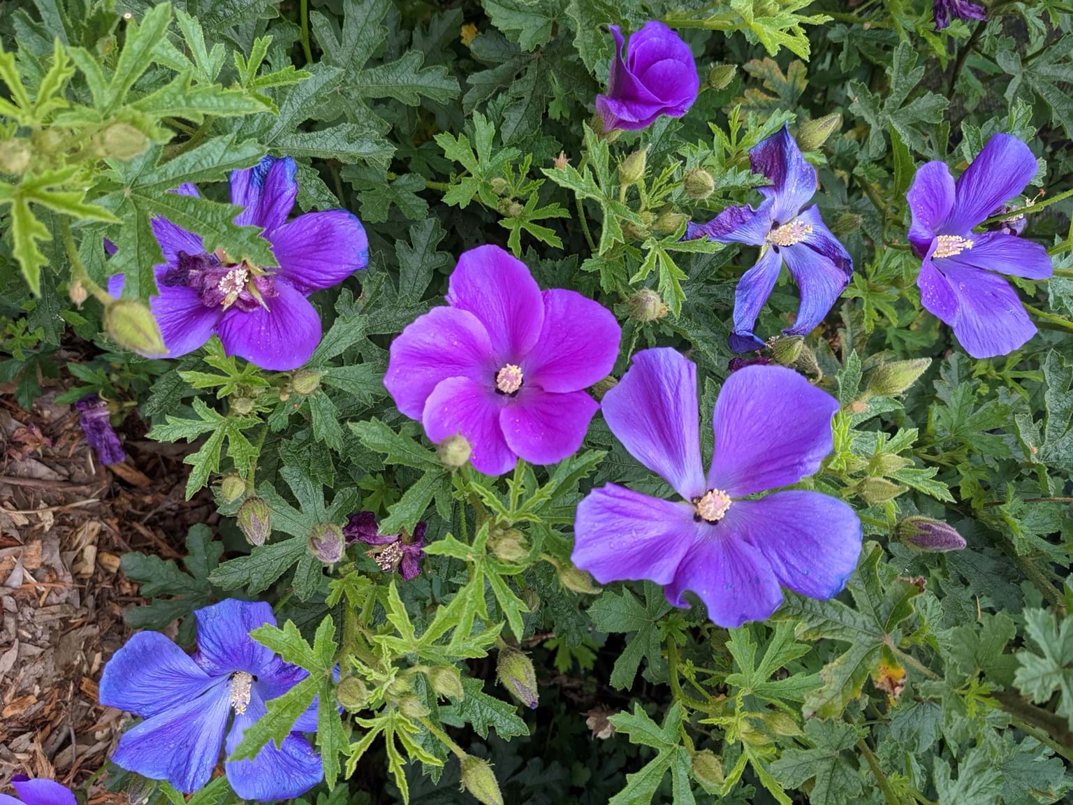 Alyogyne Huegelii ‘East Coast Gem’ (Native Hibiscus)