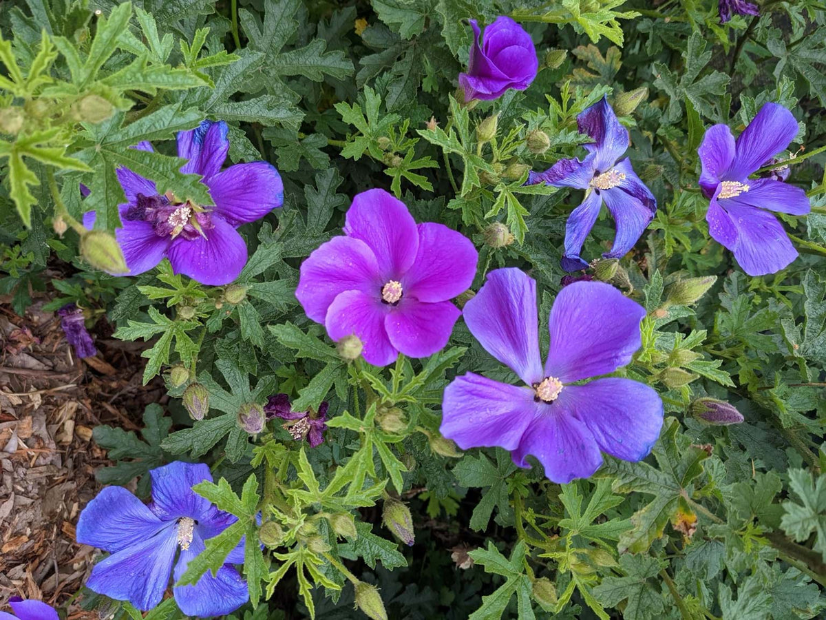 Alyogyne Huegelii ‘East Coast Gem’ (Native Hibiscus)