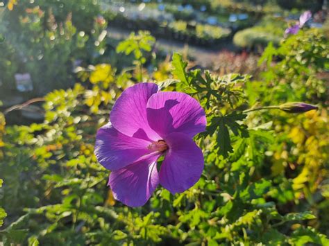 Alyogyne Huegelii ‘East Coast Gem’ (Native Hibiscus)