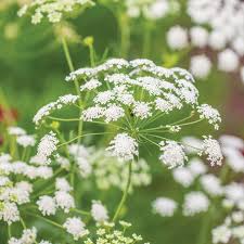 Ammi Majus (Queen Anne’s Lace)