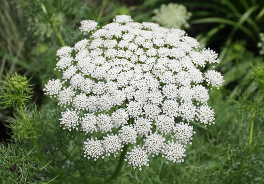Ammi Majus (Queen Anne’s Lace)