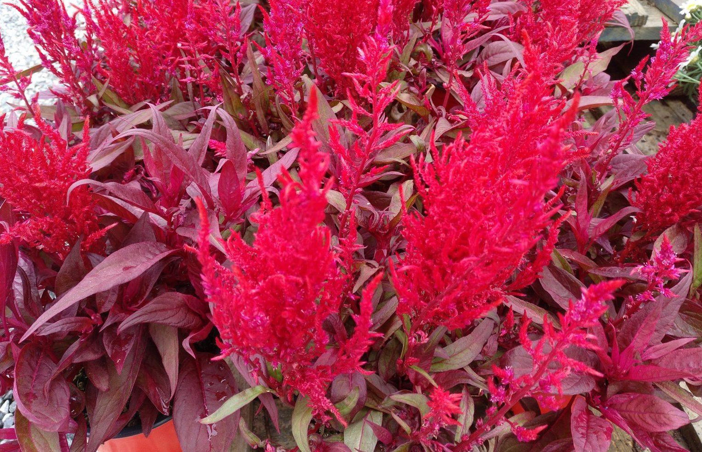 Celosia Argentea ‘Dragon’s Breath’ (Dragon’s Breath Celosia)