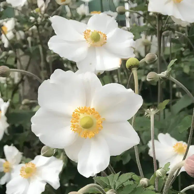 Anemone × Hybrida 'Elite Pure White' (Japanese Windflower)