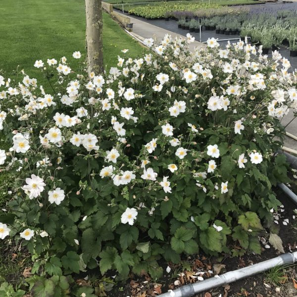 Anemone × hybrida ‘Elite Pure White’ – Japanese Anemone