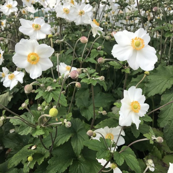 Anemone × hybrida ‘Elite Pure White’ – Japanese Anemone