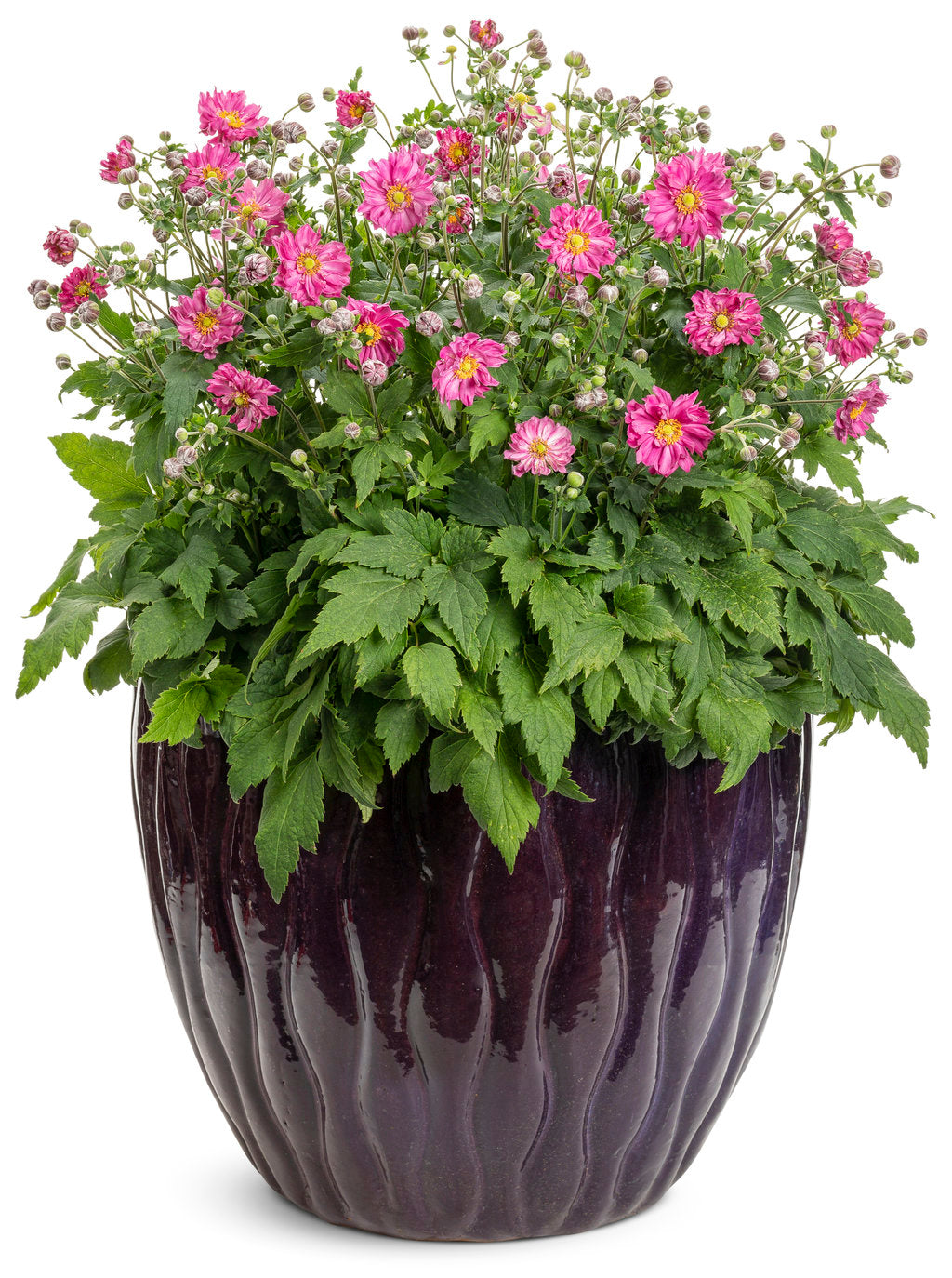 Anemone Hybrid ‘Sweetly’ (Fall In Love Sweetly Japanese Anemone)