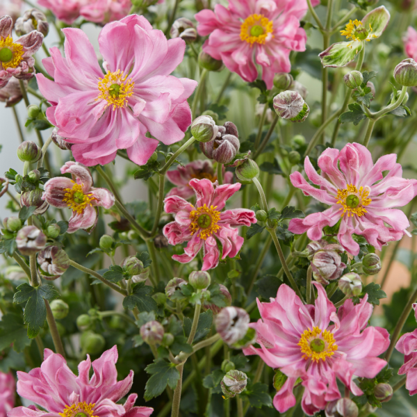 Anemone × Hybrida ‘Fantasy Belle’ (Japanese Windflower)