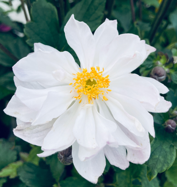 Anemone × Hybrida ‘Fantasy Rapunzel’ (Japanese Windflower)