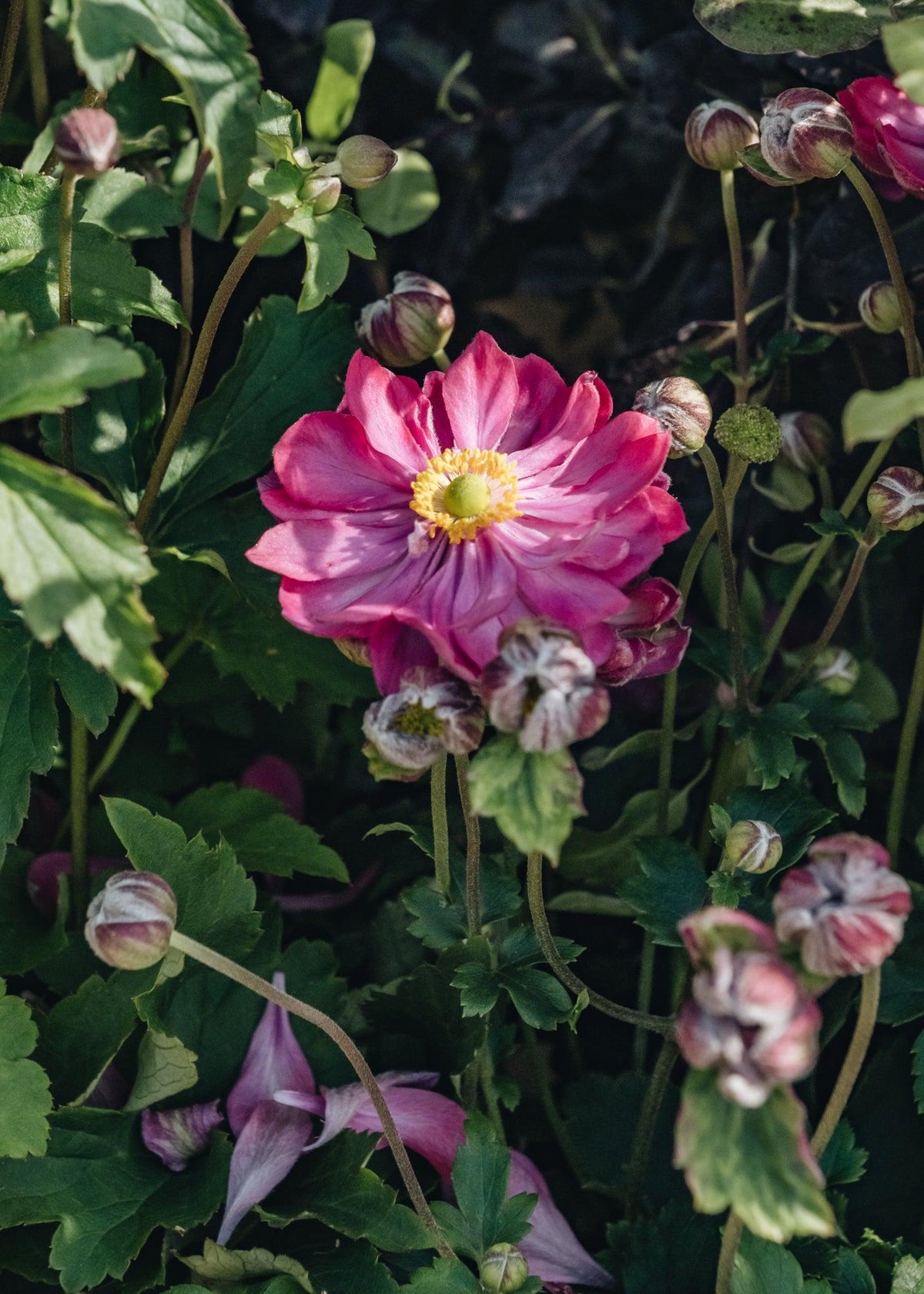 Anemone × Hybrida ‘Fantasy Belle’ (Japanese Windflower)