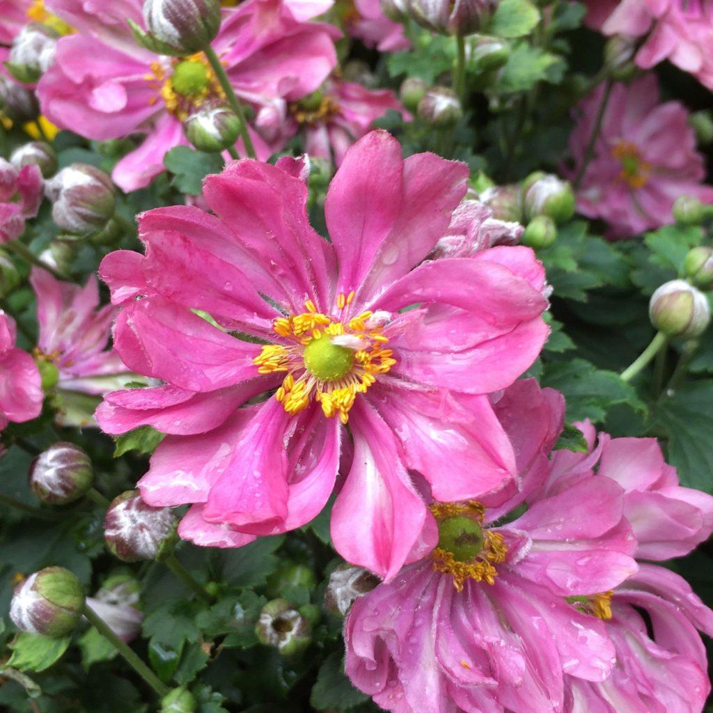 Anemone × Hybrida ‘Fantasy Belle’ (Japanese Windflower)