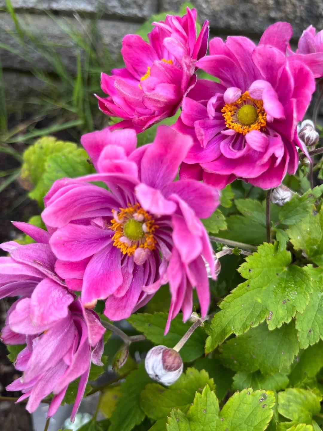 Anemone × Hybrida ‘Fantasy Belle’ (Japanese Windflower)