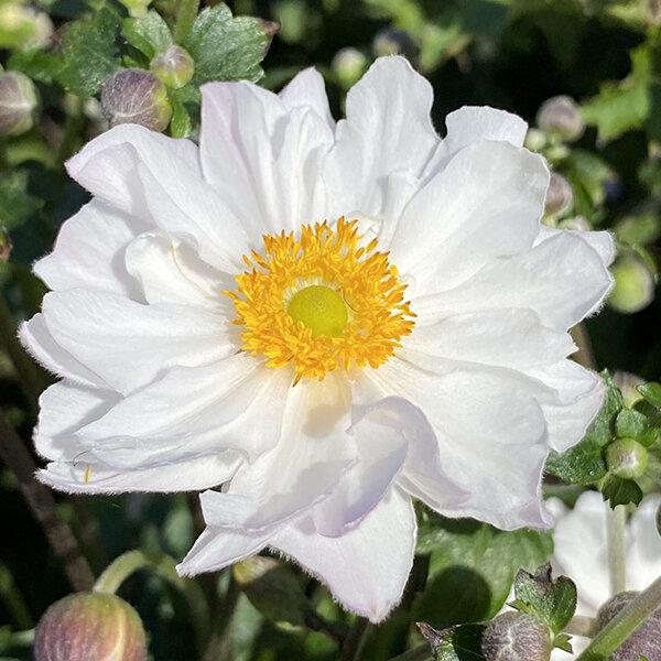 Anemone × Hybrida ‘Fantasy Rapunzel’ (Japanese Windflower)