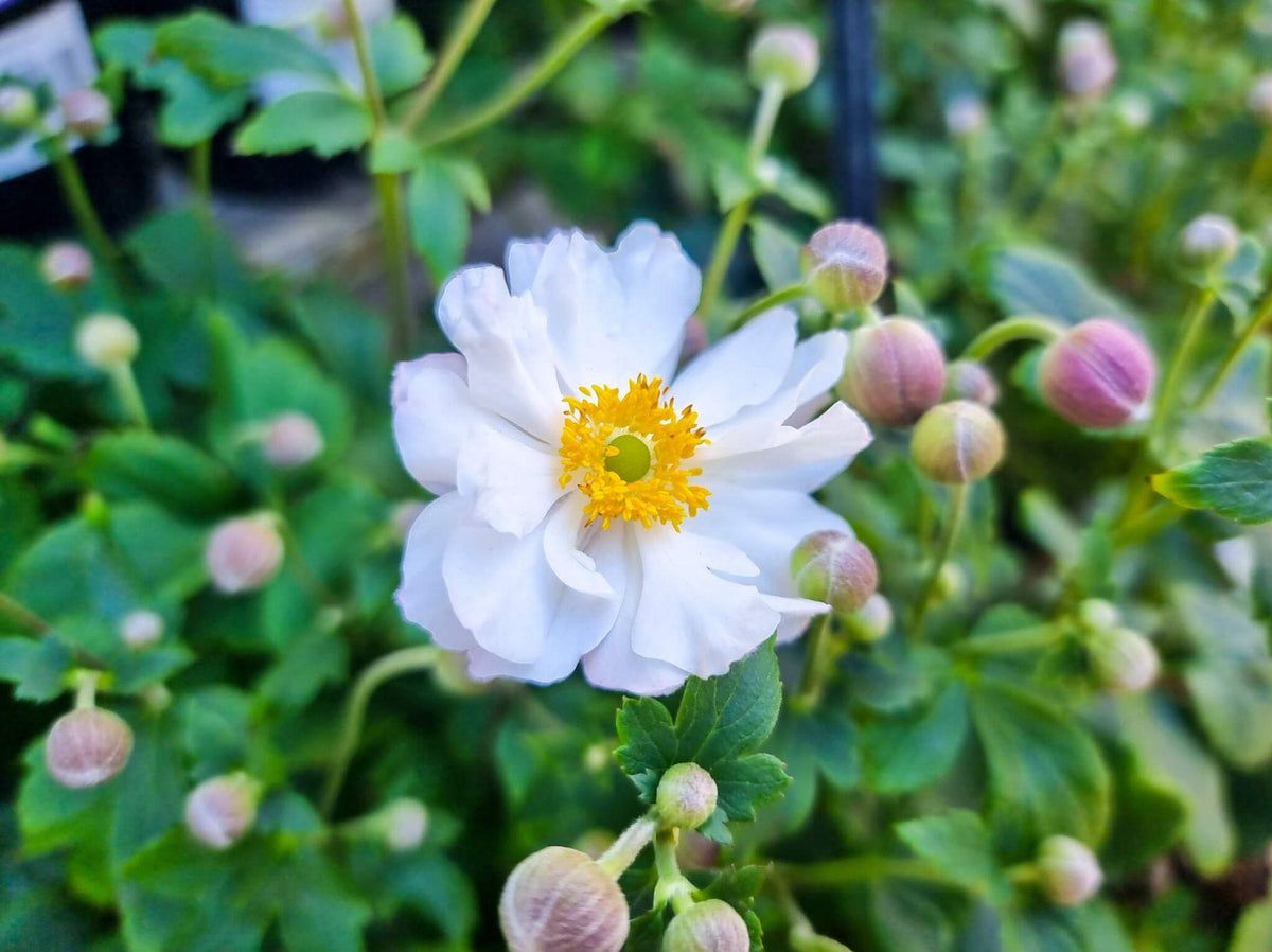 Anemone × Hybrida ‘Fantasy Rapunzel’ (Japanese Windflower)