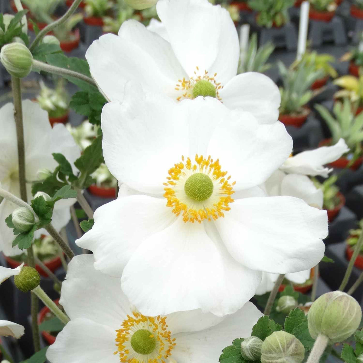 Anemone × Hybrida ‘Honorine Jobert’ (Japanese Anemone)