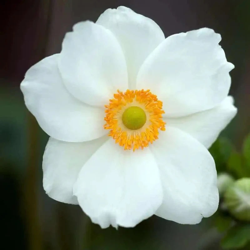 Anemone × Hybrida 'Elite Pure White' (Japanese Windflower)