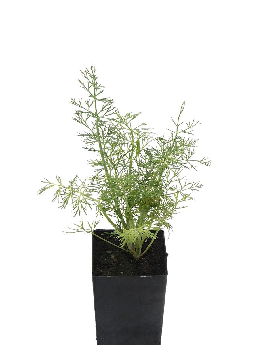Anethum Graveolens (Dill)