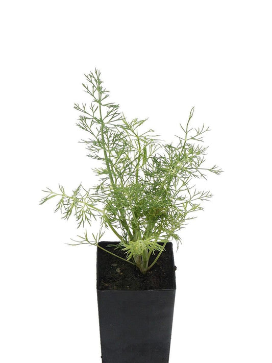 Anethum Graveolens (Dill)
