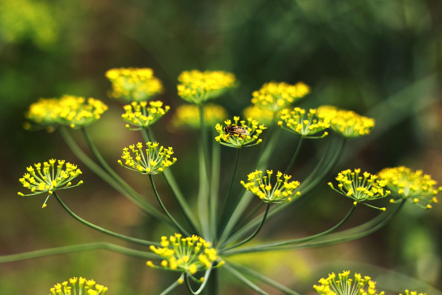 Anethum Graveolens (Dill)