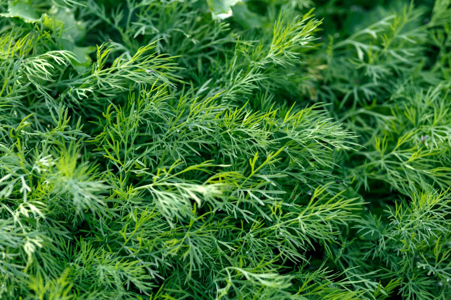 Anethum Graveolens (Dill)