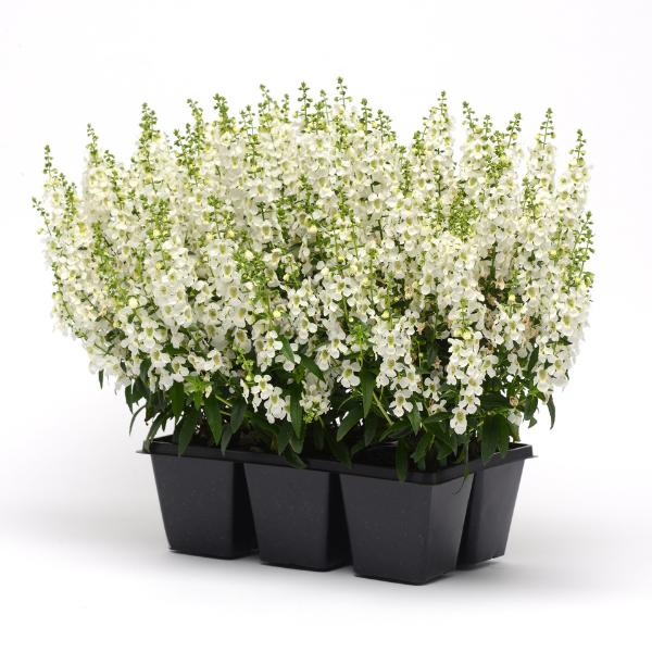 Angelonia Angustifolia 'Serena White' (Serena White Summer Snapdragon)