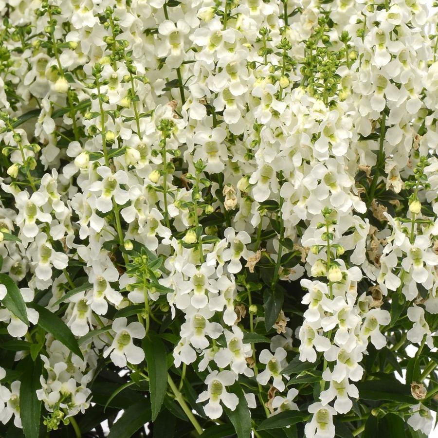 Angelonia Angustifolia 'Serena White' (Serena White Summer Snapdragon)