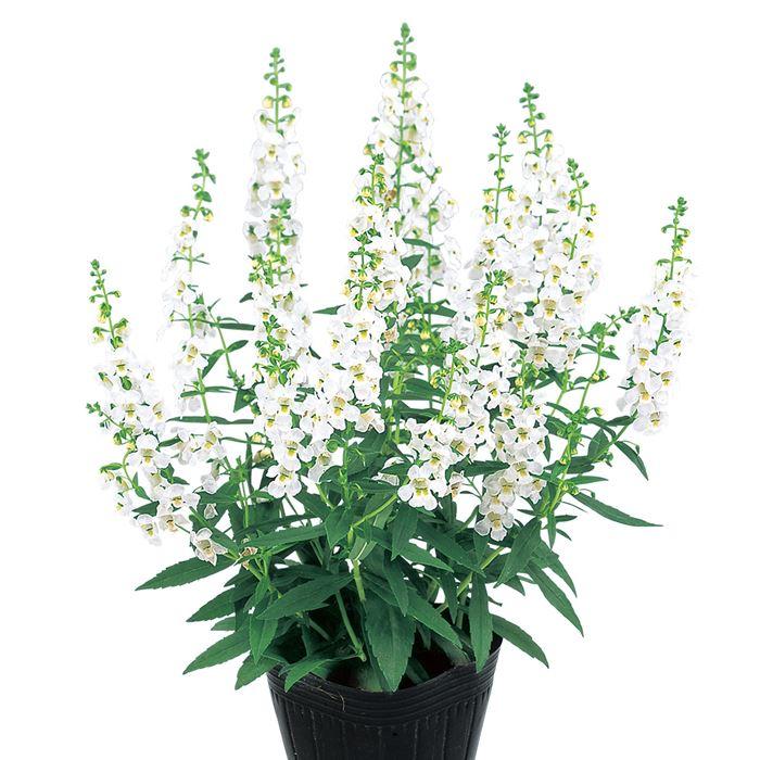 Angelonia Angustifolia 'Serena White' (Serena White Summer Snapdragon)
