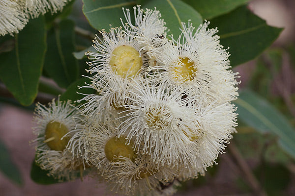 Angophora Hispida (Dwarf Apple)