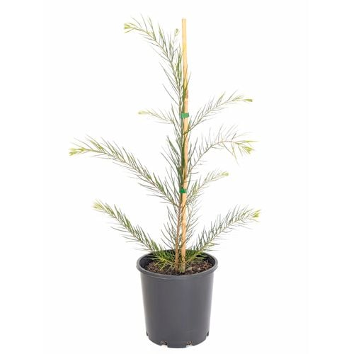 Young Rough-barked Apple tree in a pot, displaying vibrant green foliage, ideal for planting in large gardens or parks.