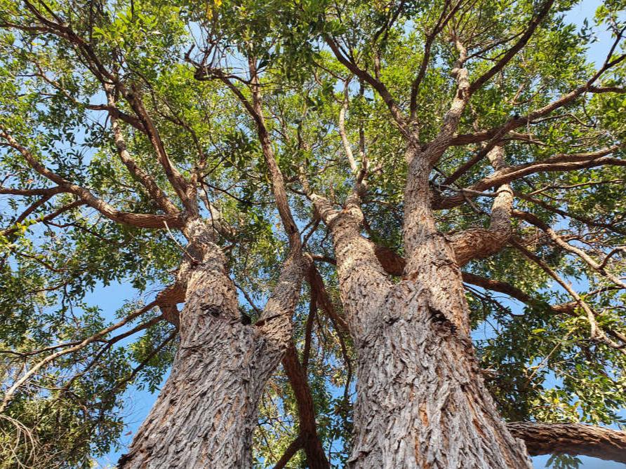 Upward view along the rough, fibrous trunk of Angophora Floribunda, capturing its unique bark texture and towering height.