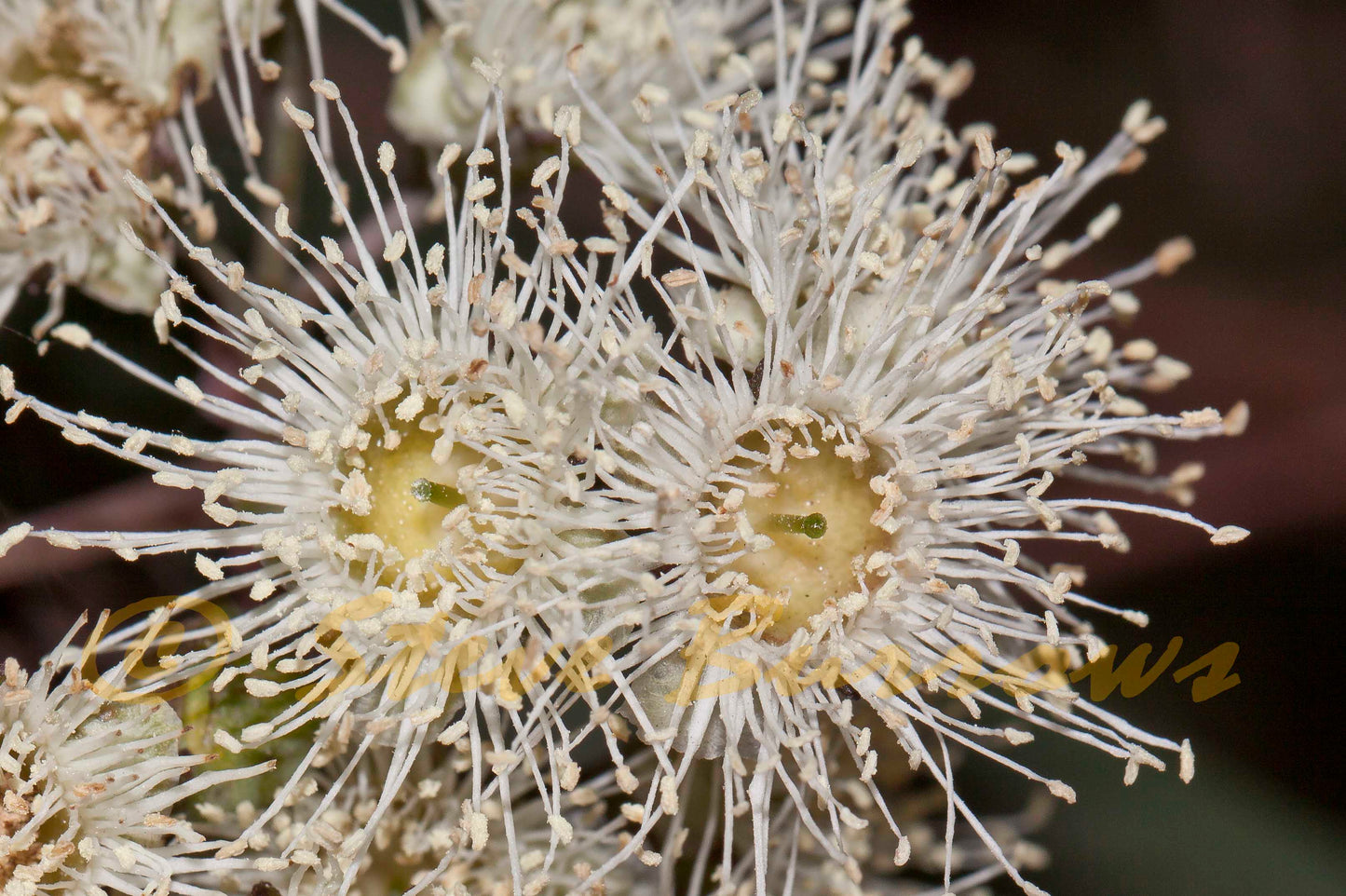 Detailed view of creamy white flower clusters of Angophora Floribunda, highlighting their texture and appeal to pollinators.