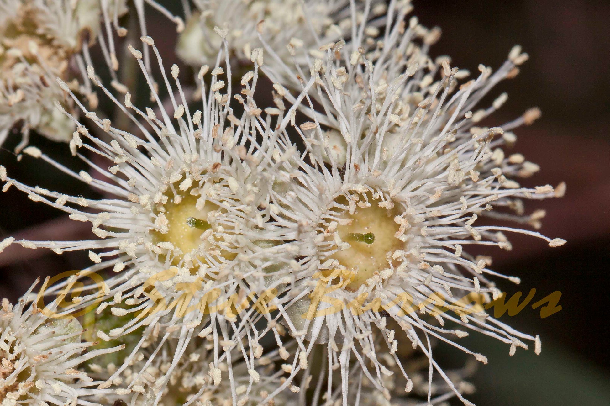Detailed view of creamy white flower clusters of Angophora Floribunda, highlighting their texture and appeal to pollinators.