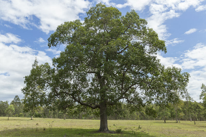 Fully grown Rough-barked Apple tree in a park setting, providing ample shade and adding natural beauty to the landscape.