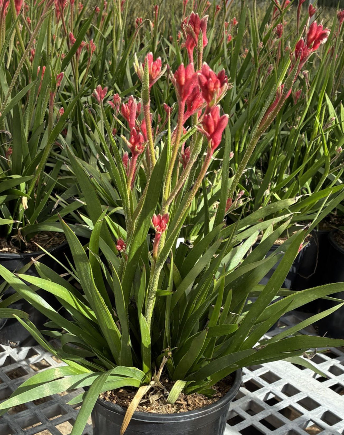 Anigozanthos ‘Bush Ranger’ – Red Kangaroo Paw