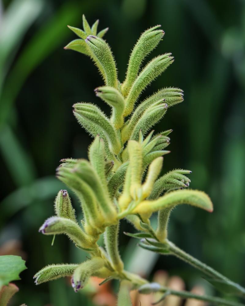 Anigozanthos Lime (Kangaroo Paw Lime) (#020)