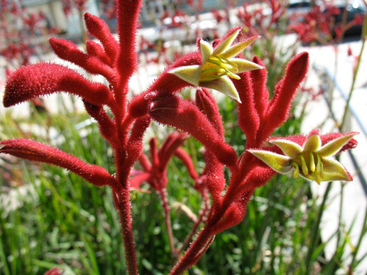 Anigozanthos Big Red (Kangaroo Paw Big Red)