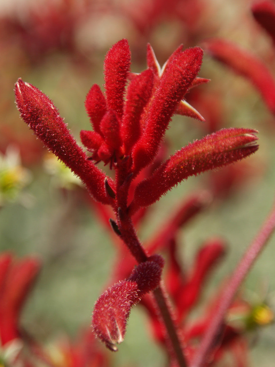 Anigozanthos Big Red (Kangaroo Paw Big Red)
