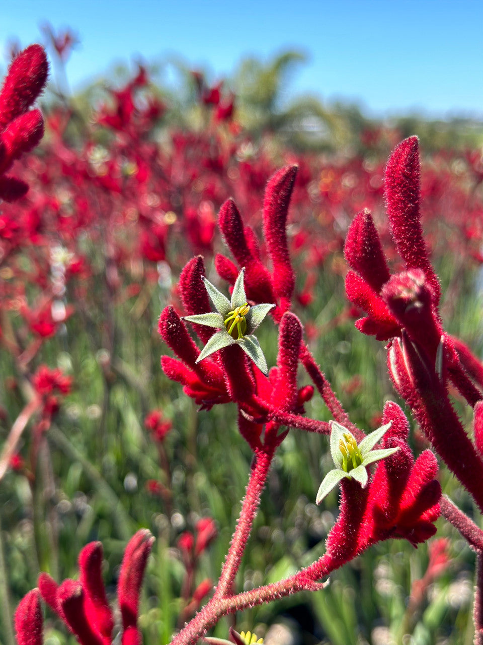 Anigozanthos Big Red (Kangaroo Paw Big Red)
