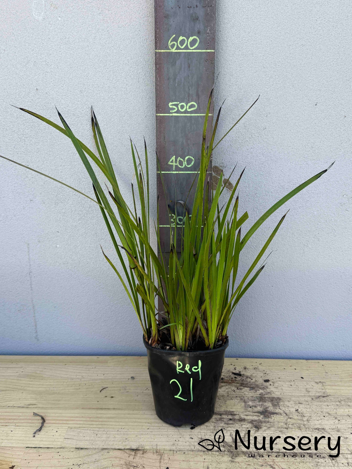 Anigozanthos Big Red (Kangaroo Paw Big Red) (#022)